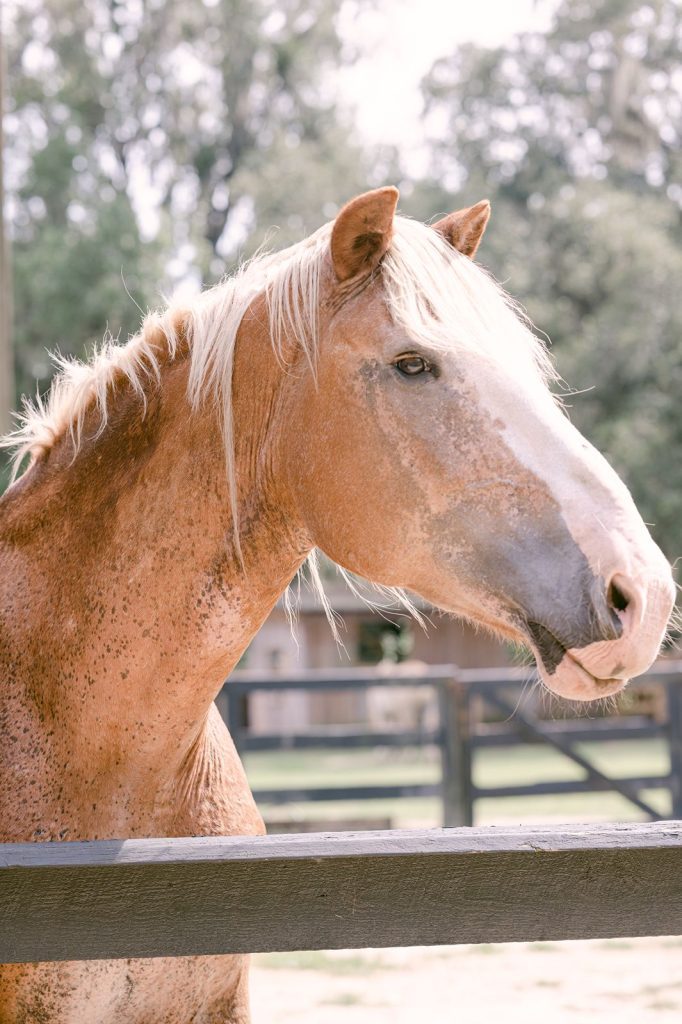 Close up of horse's face