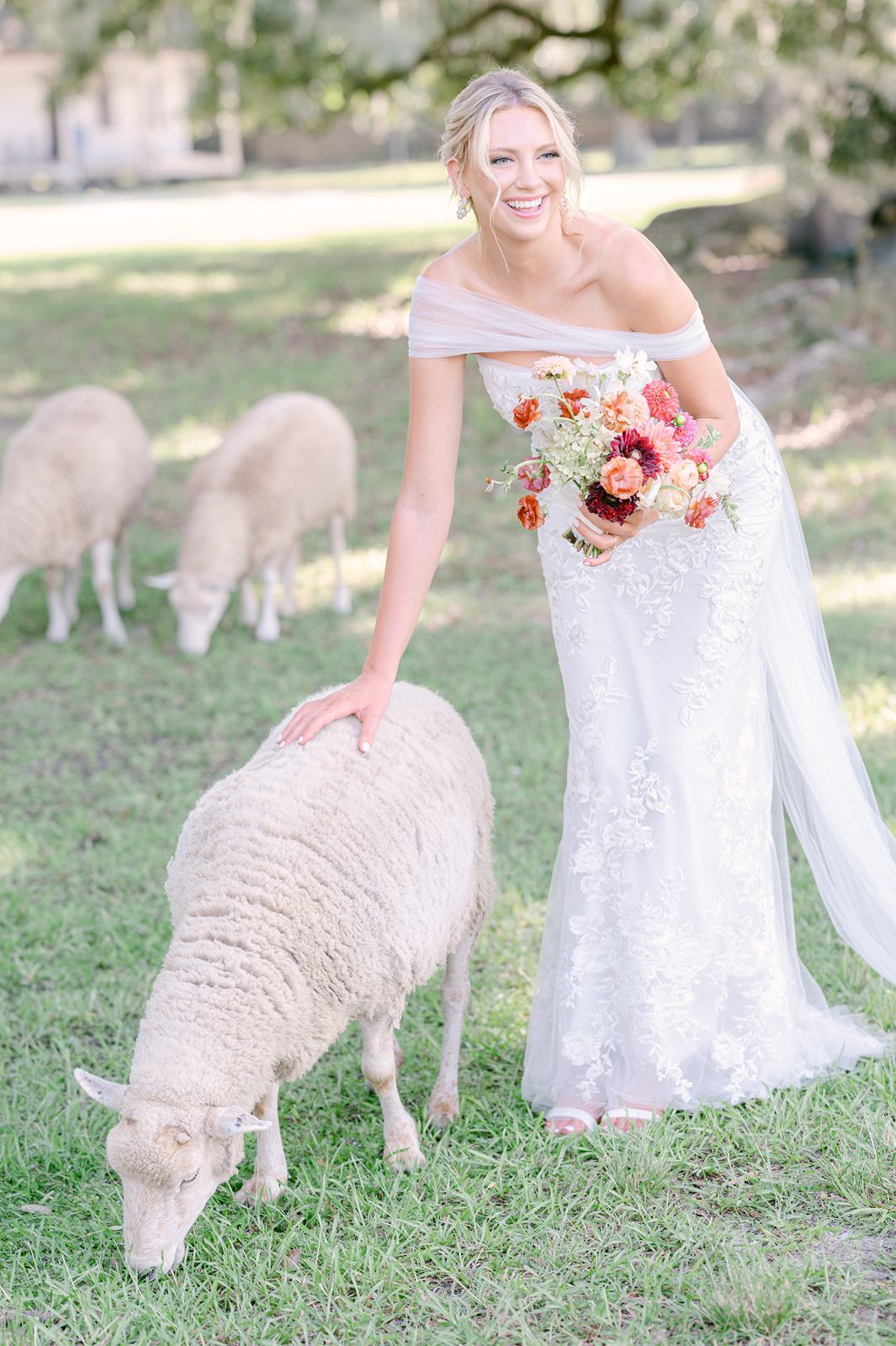 bride bending down to pet a sheep on her wedding day